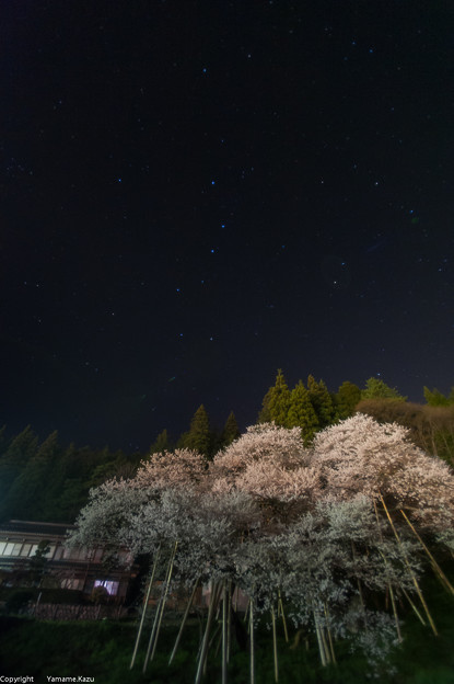 臥龍桜と北斗七星