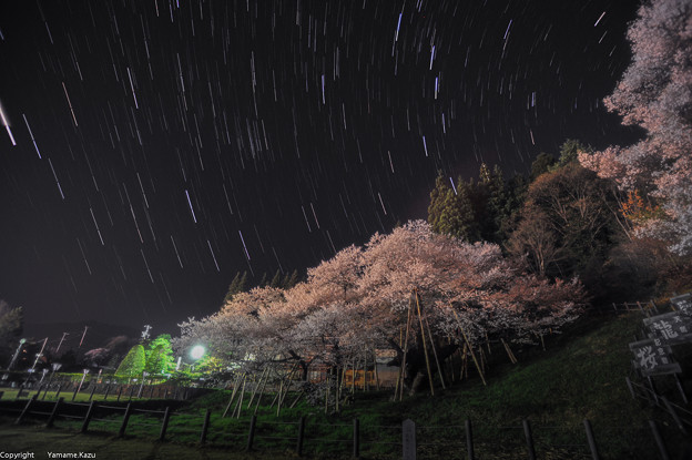 臥龍桜と夜空