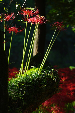 木の上で咲いた曼珠沙華
