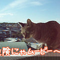 081119-【猫ムービー】危険にゃムービー～３