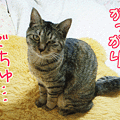 081220-【猫アニメ】残念・がっかりにゃ