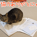090329-【猫アニメ】たくさんの署名、ありがとにゃ！