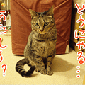 090408-【猫アニメ】チビらぶ、復活にゃ～！