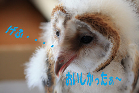 mame H21.1.10 満足