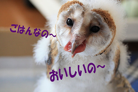 mame H21.1.10 ごはん