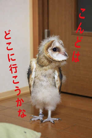mame H21.1.13 冒険4