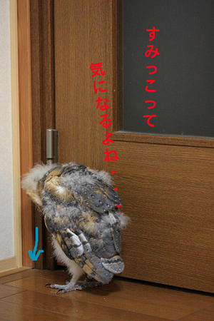 mame H21.1.13 冒険5