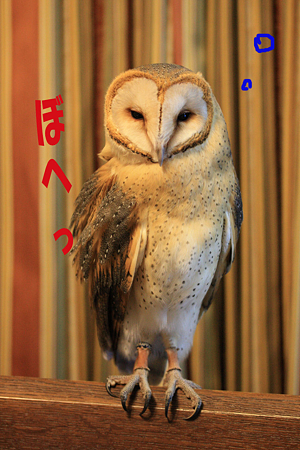 mame H21.3.13 源氏パイ 3