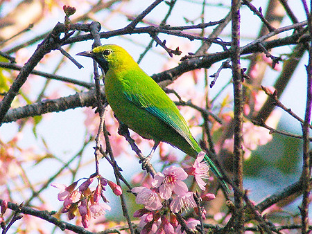アオバネコノハドリ(Blue-winged Leafbird) IMGP17389_R