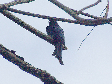 ヒメオウチュウ(Bronzed Drongo)IMGP46749_R