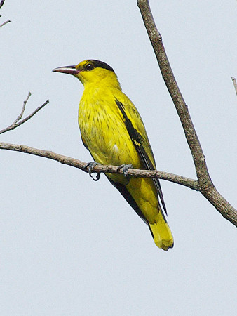 コウライウグイス(Black-naped Oriole) IMGP47742_R