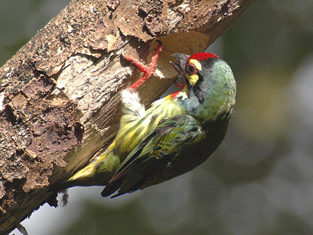 ムネアカゴシキドリ(Coppersmith Barbet) PA080293_R