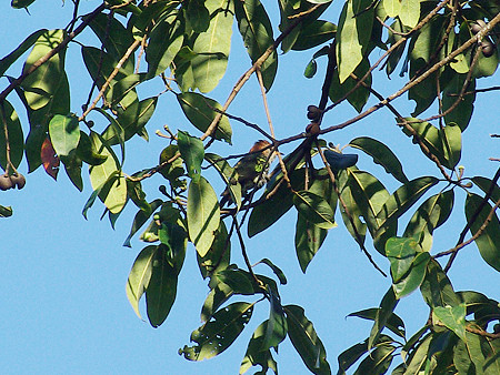 ミドリテリカッコー(Asian Emerald Cuckoo) IMGP48855_R