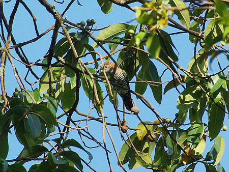 ミドリテリカッコー(Asian Emerald Cuckoo) IMGP48843_R