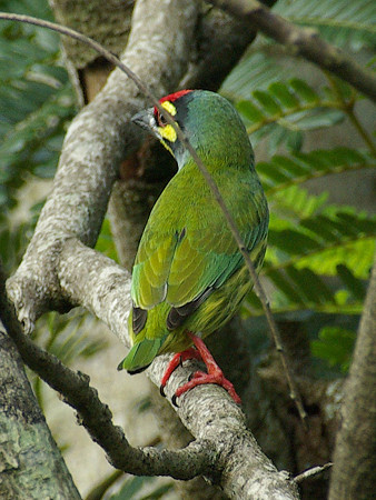 ムネアカゴシキドリ(Coppersmith Barbet)IMGP9078_R