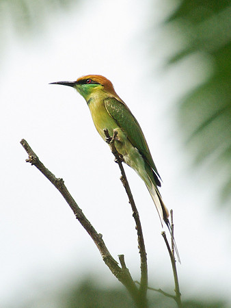 ミドリハチクイ(Green Bee-Eater) IMGP49982_R