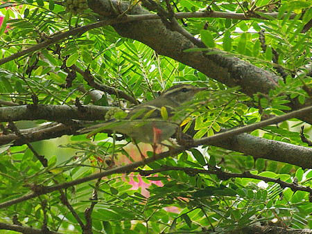 キマユムシクイ(Yellow-browed Warbler) IMGP49838_R(800)