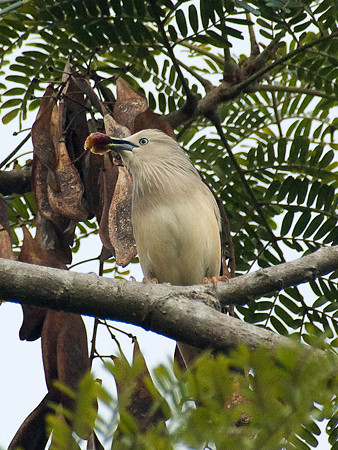 インドコムクドリ(Chestnut-tailed Starling) IMGP50399_R