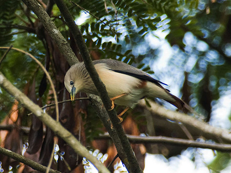 インドコムクドリ(Chestnut-tailed Starling) IMGP50376_R