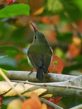 ムナグロタイヨウチョウ♀(Black-throated Sunbird) IMGP50612(LR)_R