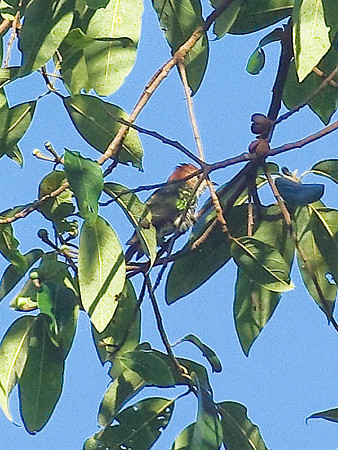 ミドリテリカッコー(Asian Emerald Cuckoo) IMGP48855(LR)-800R