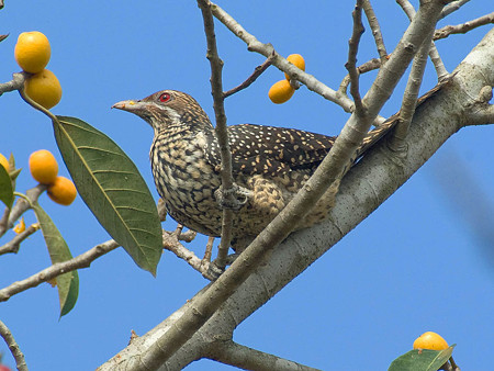 オニカッコー♀(Asian Koel) IMGP51119_R.jpg