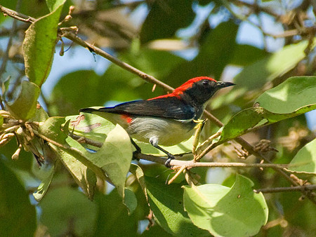 セアカハナドリ(Scarlet Flowerpecker) IMGP52014_R