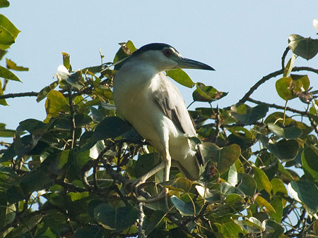 ゴイサギ(Black-crowned Night Heron) IMGP55240_R