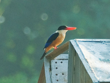 ヤマショウビン(Black-capped Kingfisher) IMGP55023_R2(800)
