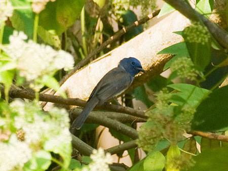 クロエリヒタキ♀(Black-naped Monarch) IMGP55682_R(800)