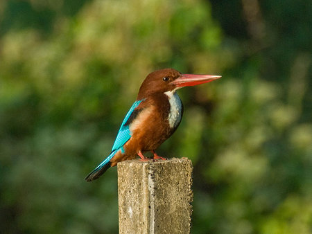 アオショウビン(White-throated Kingfisher) IMGP55464_R