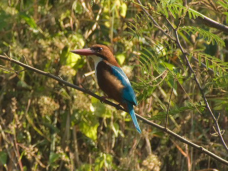 アオショウビン(White-throated Kingfisher) IMGP55209_R