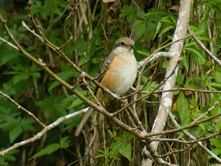 チベットモズ(Grey-backed Shrike) IMGP56505_R