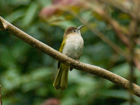 ミヤマヒヨドリ(Mountain Bulbul) IMGP56543_R
