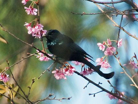 テリオウチュウ(Spangled Drongo) IMGP56624_R