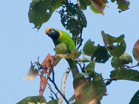 キビタイコノハドリ(Golden-fronted Leafbird) IMGP57297_R