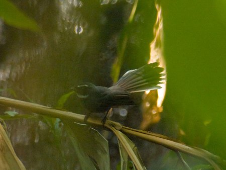 ノドジロオウギビタキ(White-throated Fantail) IMGP108035_R