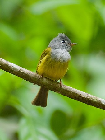 ハイムネヒタキ(Grey-headed Canary Flycatcher) IMGP110257_R