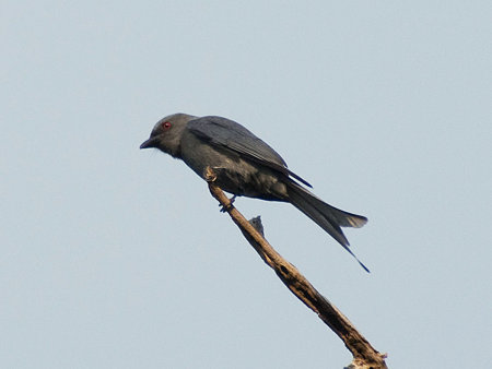 ハイイロオウチュウ(Ashy Drongo) IMGP55799_R