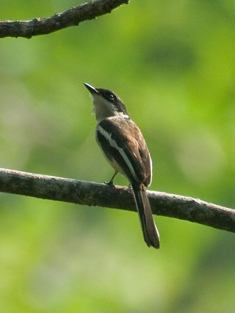 ヒタキサンショウクイ(Bar-winged Flycatcher-shrike) IMGP109375_R
