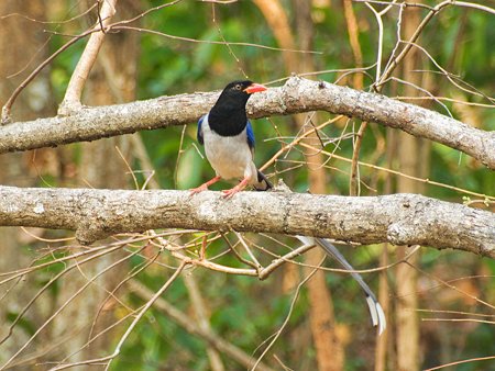サンジャク(Red-billed Blue Magpie) IMGP111509_R
