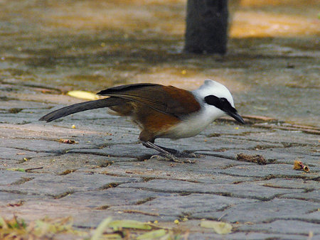 ハクオウチョウ(White-crested Laughingthrush) IMGP2050(LR)_R