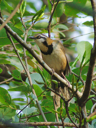 ヒメクビワガビチョウ(Lesser Necklaced Laughingthrush) IMGP112395(LR)_R