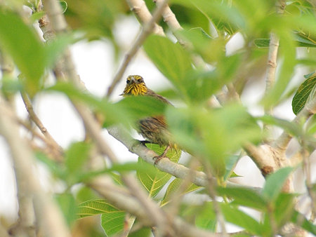 キビタイヒヨドリ(Stripe-throated Bulbul) IMGP113518_R