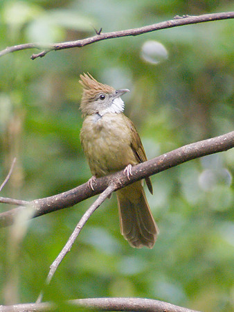 ノドジロカンムリヒヨドリ(Puff-throated Bulbul) IMGP110636_R_(NI)