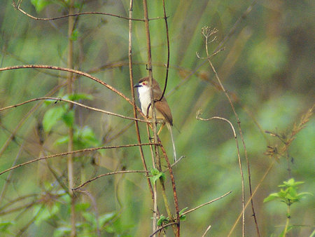 キンメセンニュウチメドリ(Yellow-eyed Babbler) IMGP113758_R
