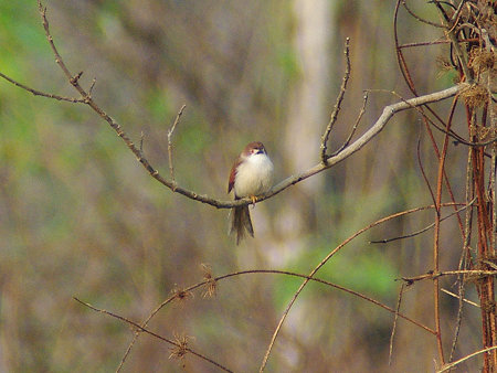 キンメセンニュウチメドリ(Yellow-eyed Babbler) IMGP113739_R