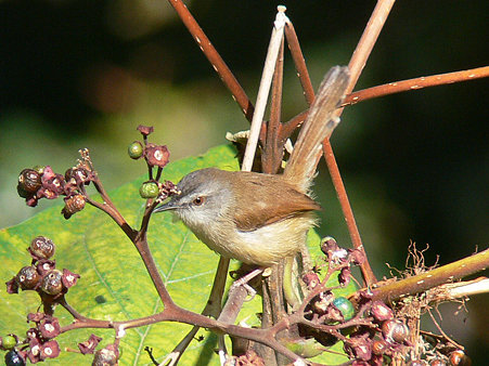 チャイロハウチワドリ(Rufescent Prinia) P1320233_R