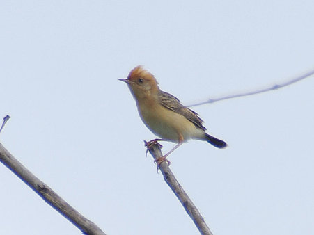 身元不明 IMGP114065_R