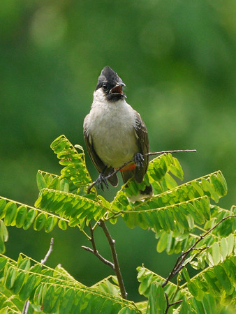 コシジロヒヨドリ(Sooty-headed Bulbul) P1090956_Rs